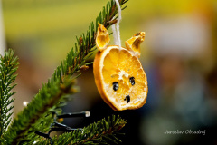 2025-12-09_155614_DC7_0415